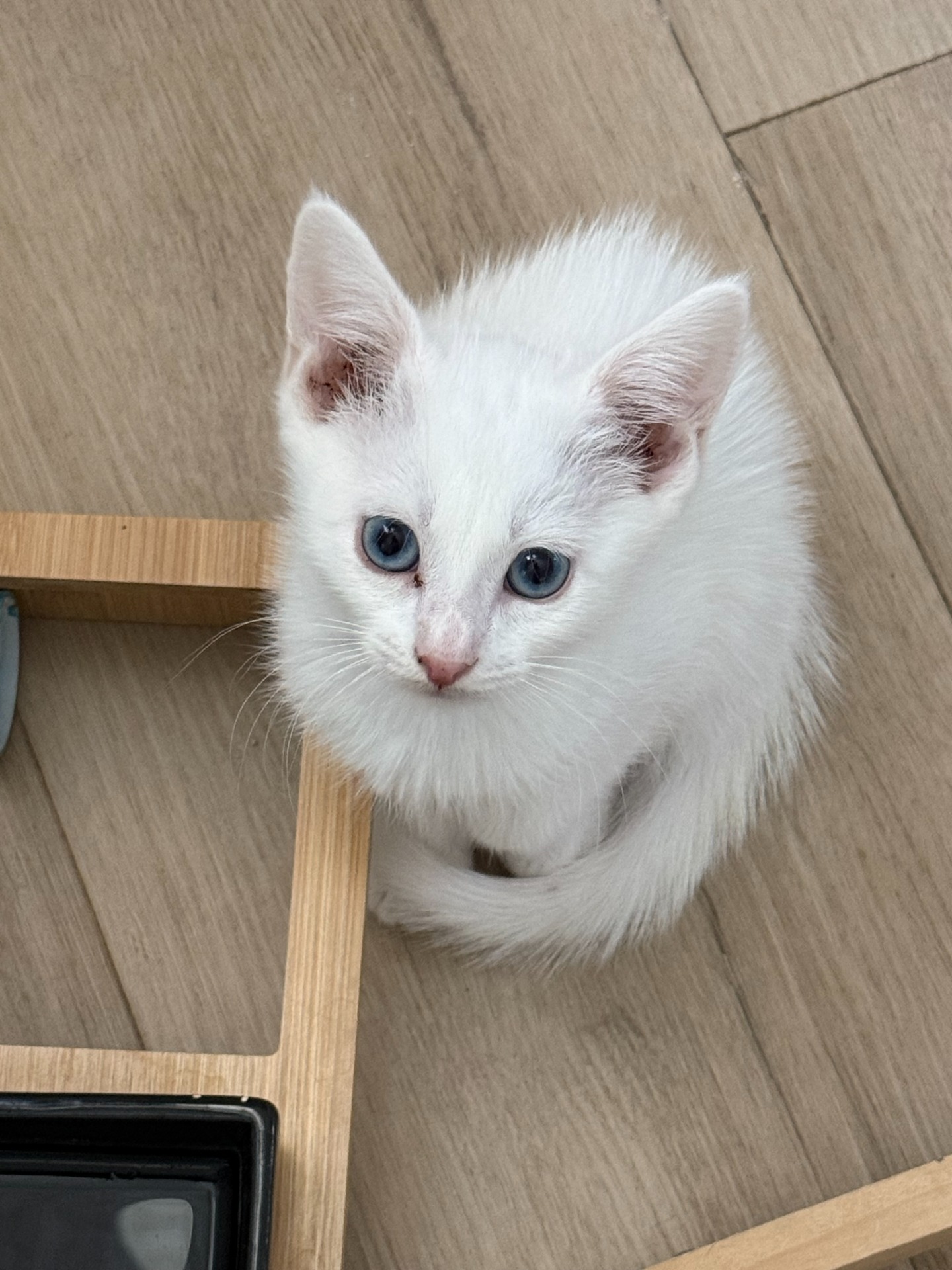 Photo de l'animal à adopté