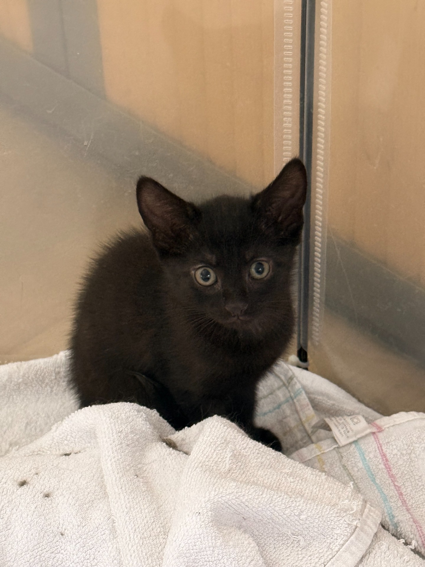 Photo de l'animal à adopté