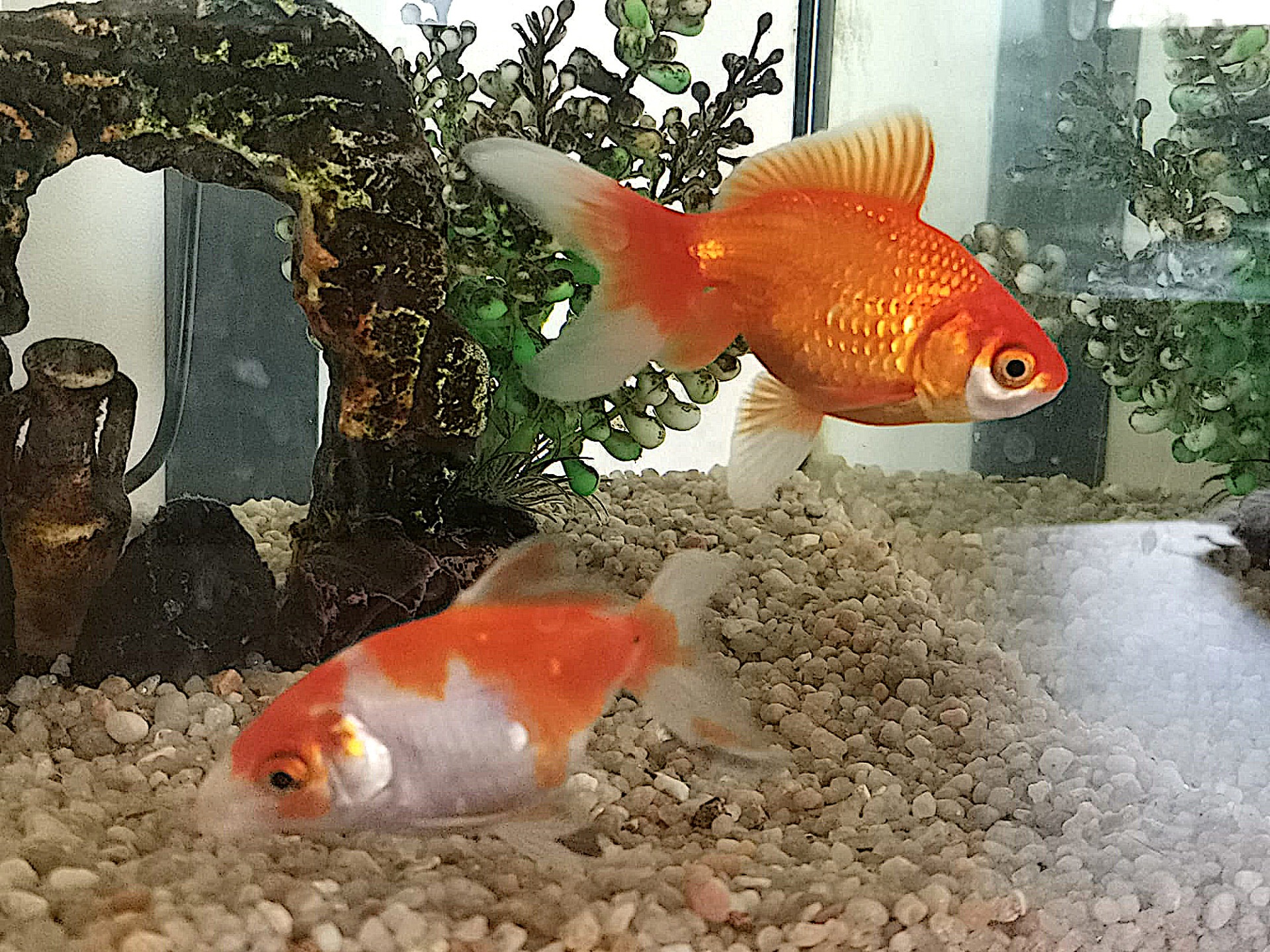 Photo de l'animal à adopté