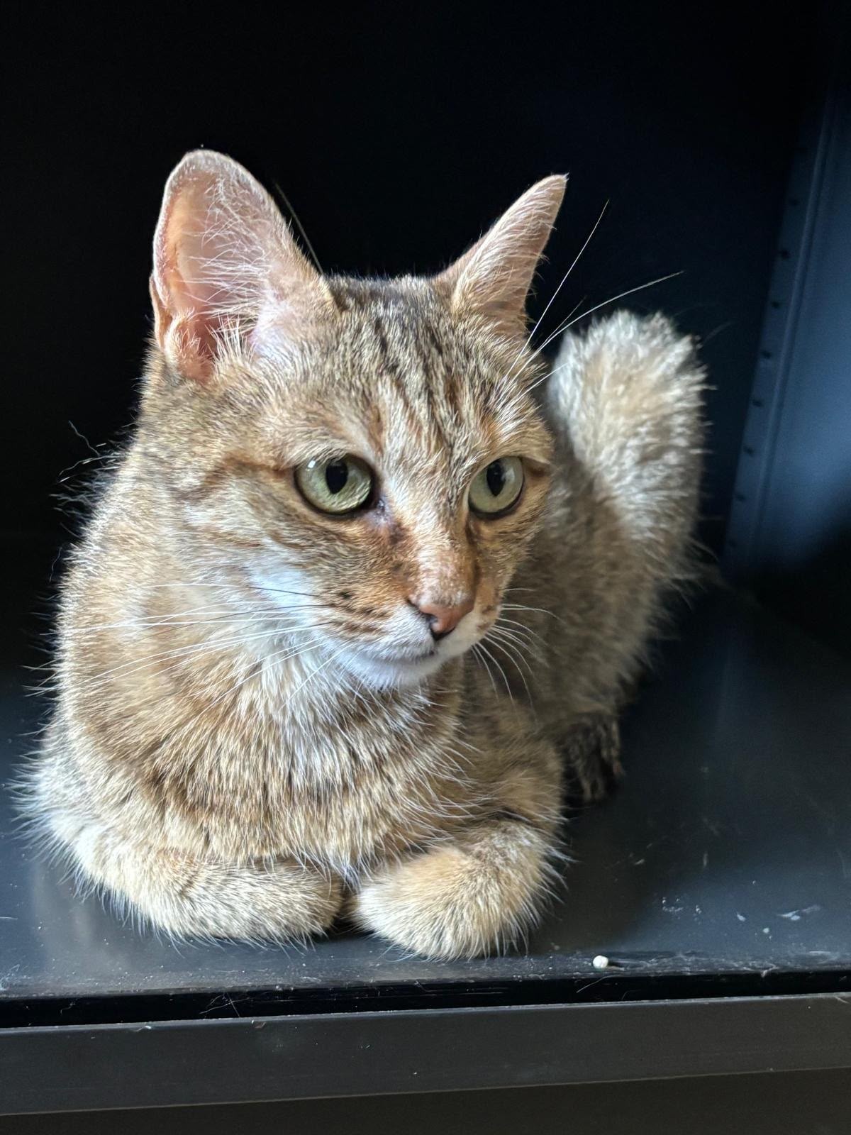 Photo de l'animal à adopté