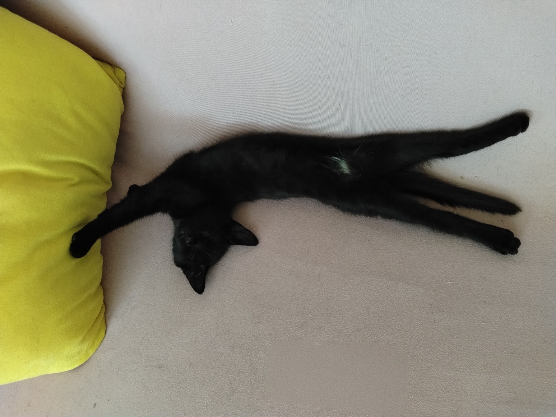 Photo de l'animal à adopté