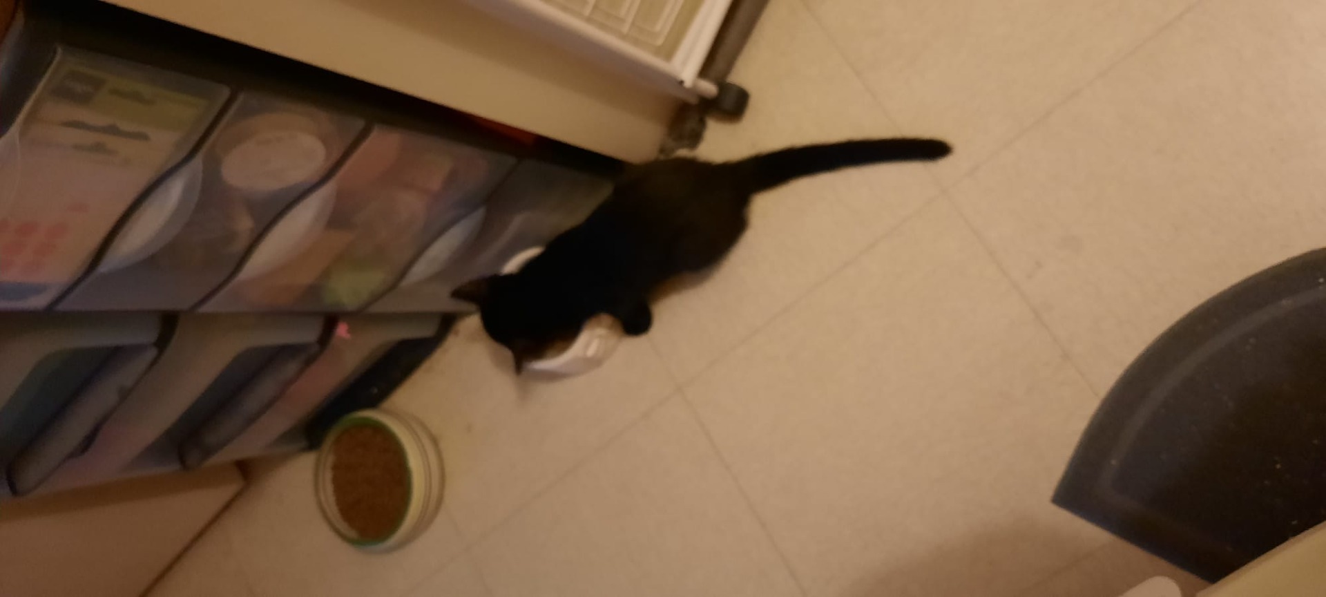 Photo de l'animal à adopté