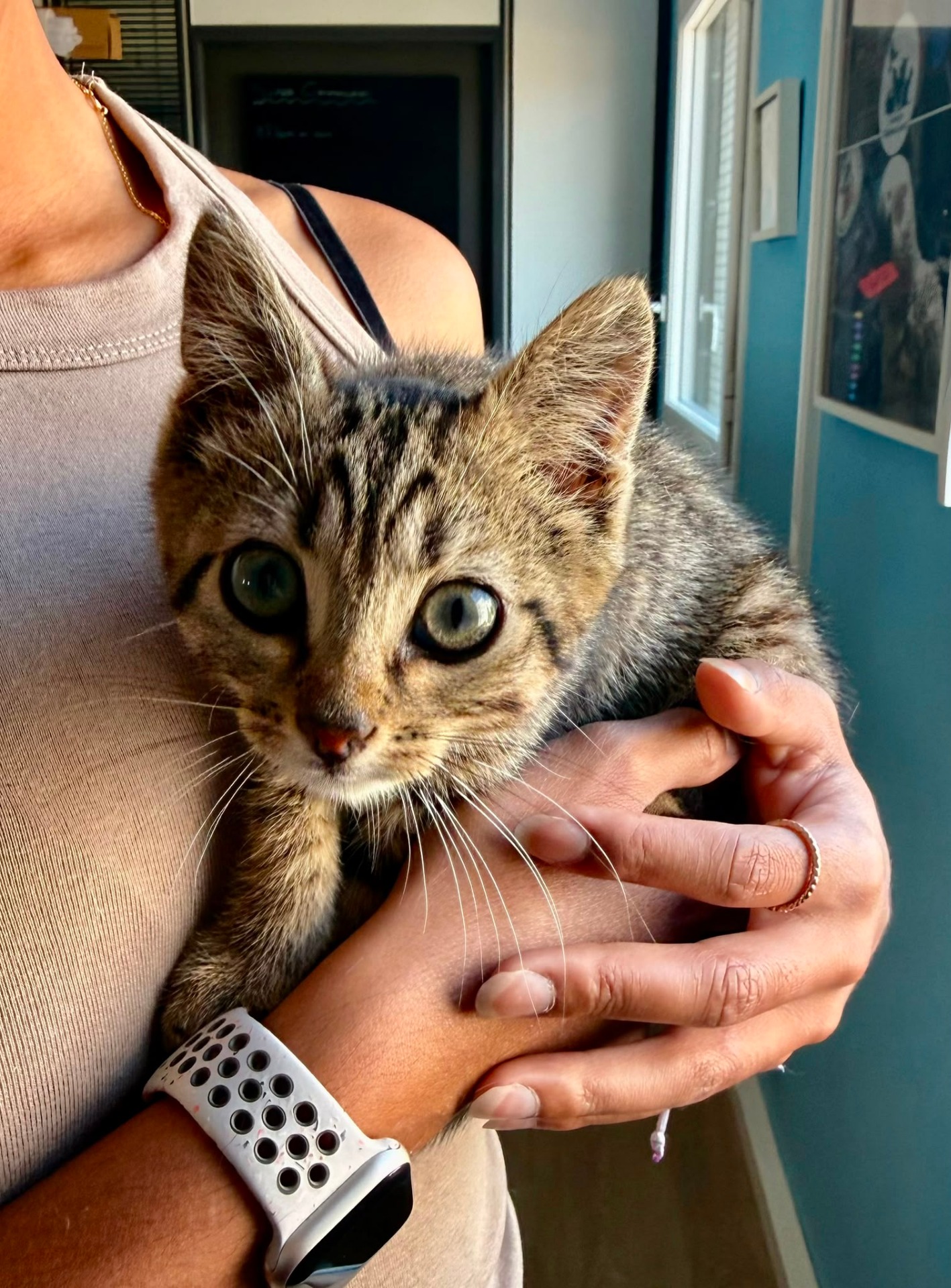 Photo de l'animal à adopté