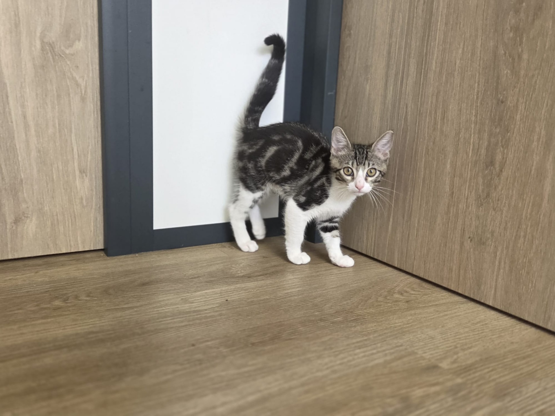 Photo de l'animal à adopté