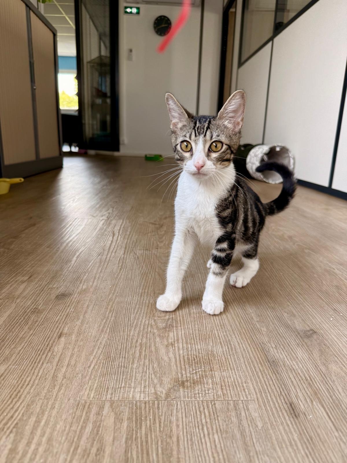 Photo de l'animal à adopté