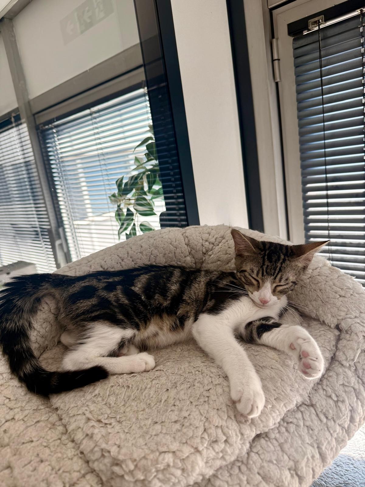 Photo de l'animal à adopté