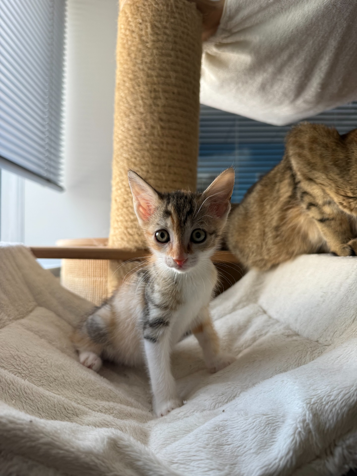 Photo de l'animal à adopté