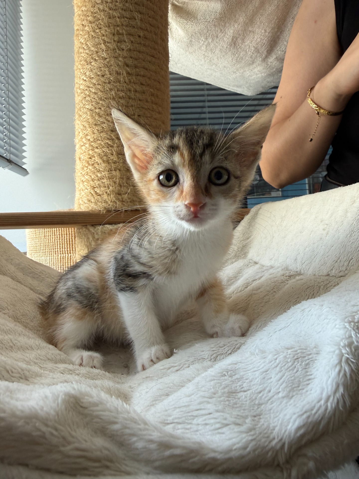 Photo de l'animal à adopté