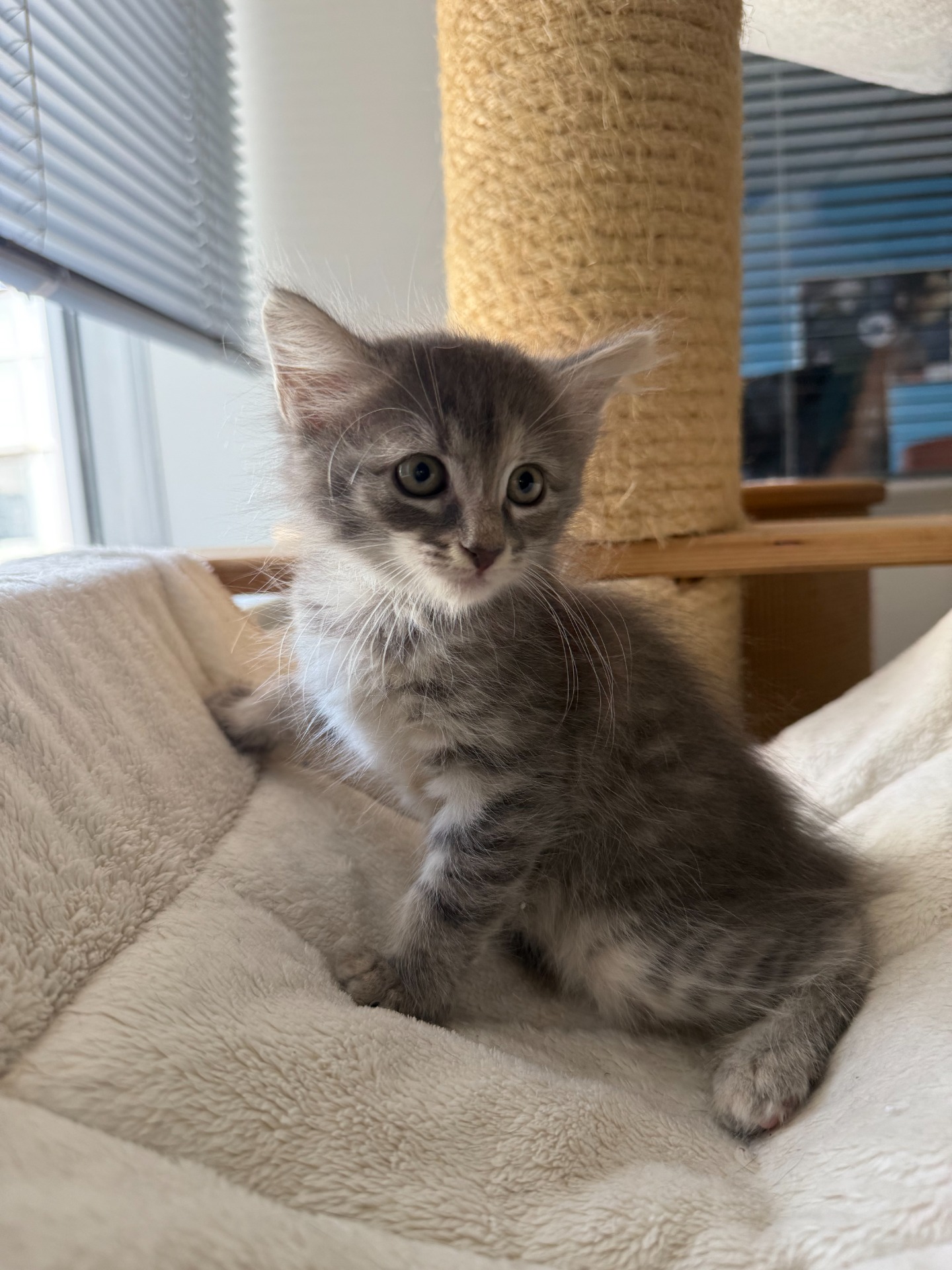 Photo de l'animal à adopté