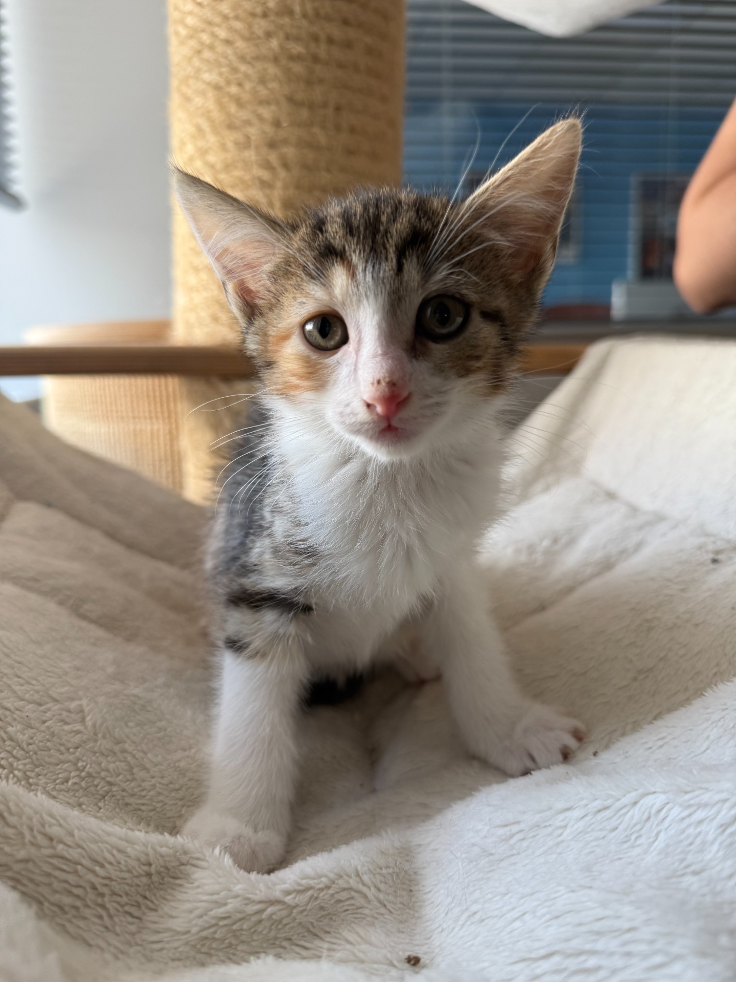 Photo de l'animal à adopté