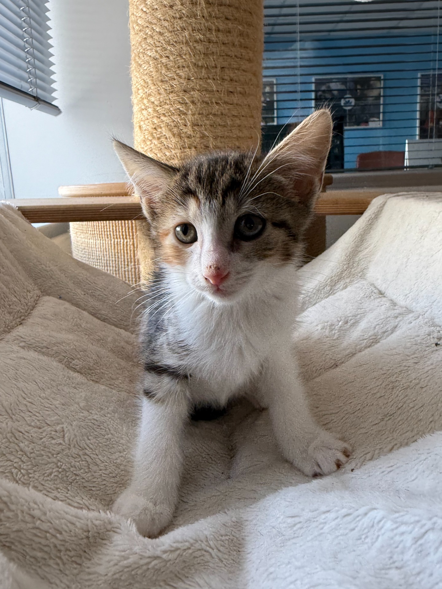 Photo de l'animal à adopté