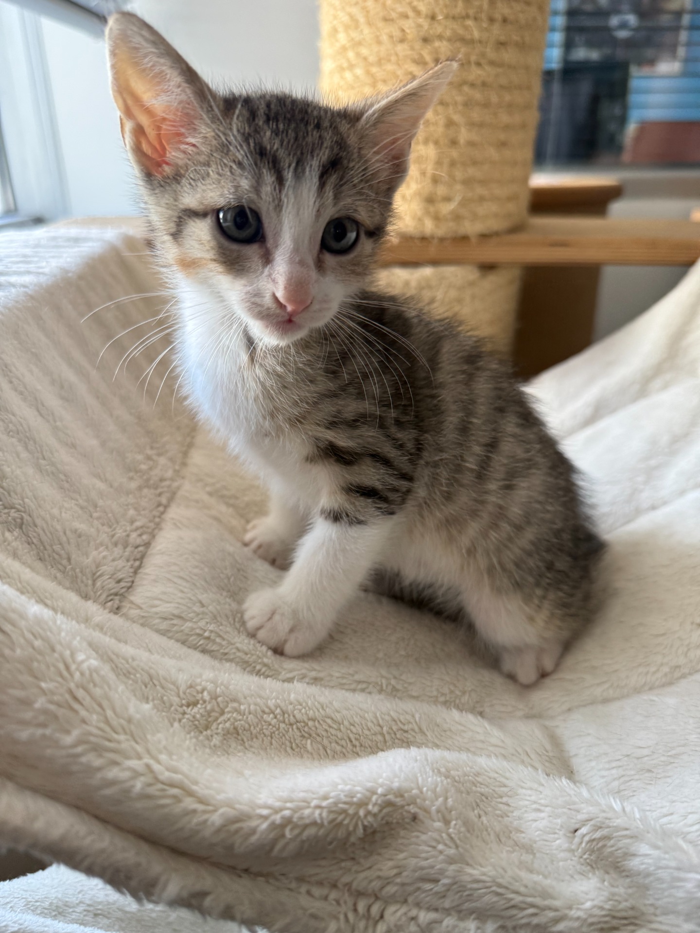 Photo de l'animal à adopté