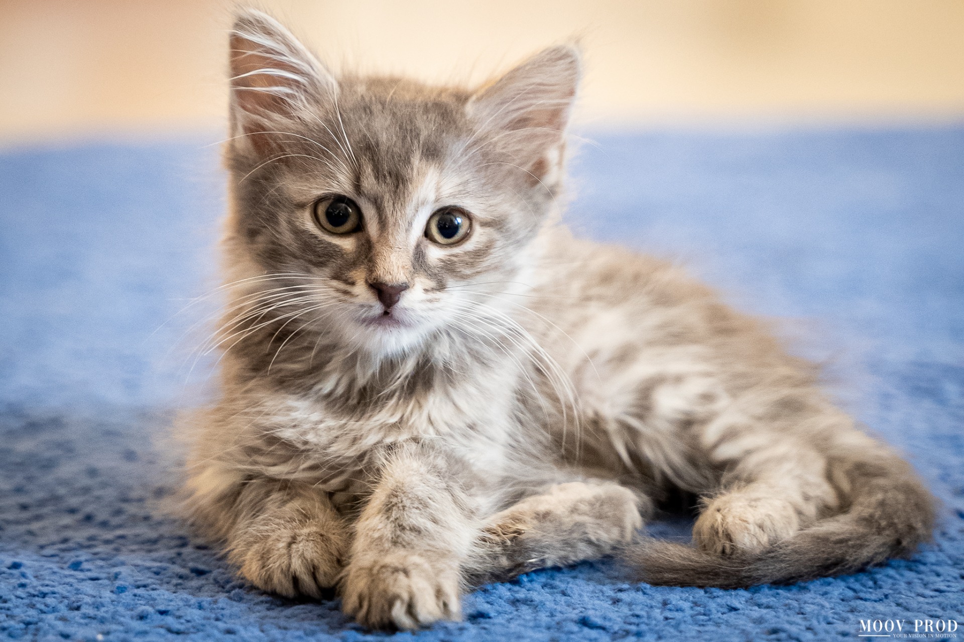 Photo de l'animal à adopté