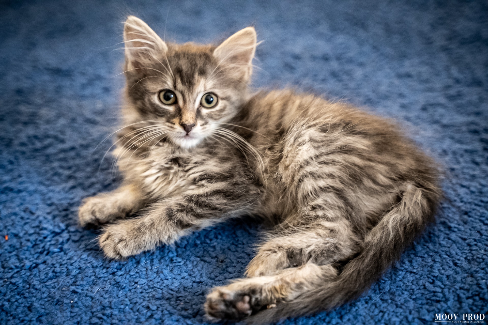 Photo de l'animal à adopté