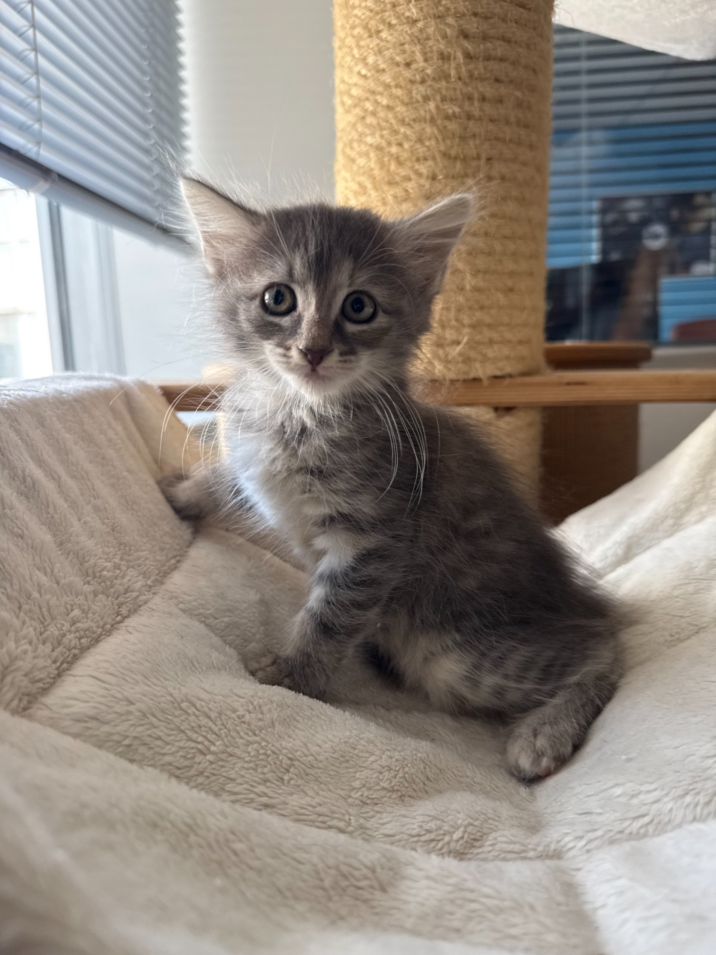 Photo de l'animal à adopté