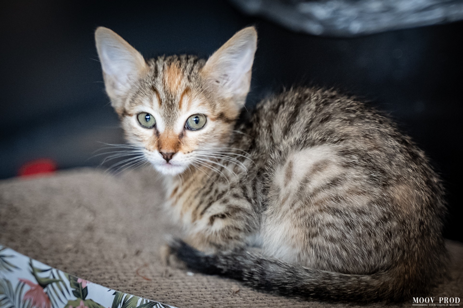Photo de l'animal à adopté