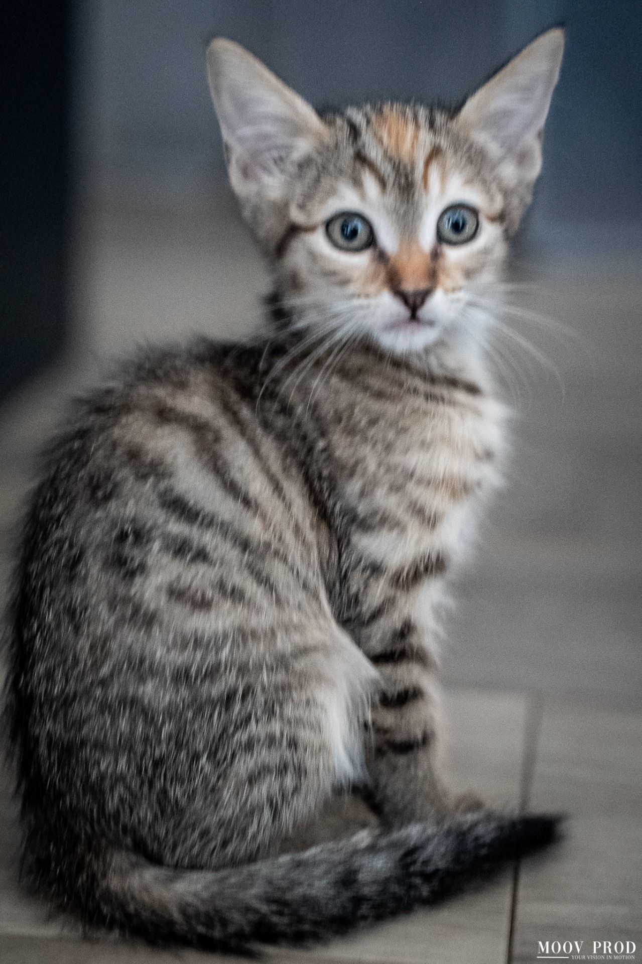 Photo de l'animal à adopté