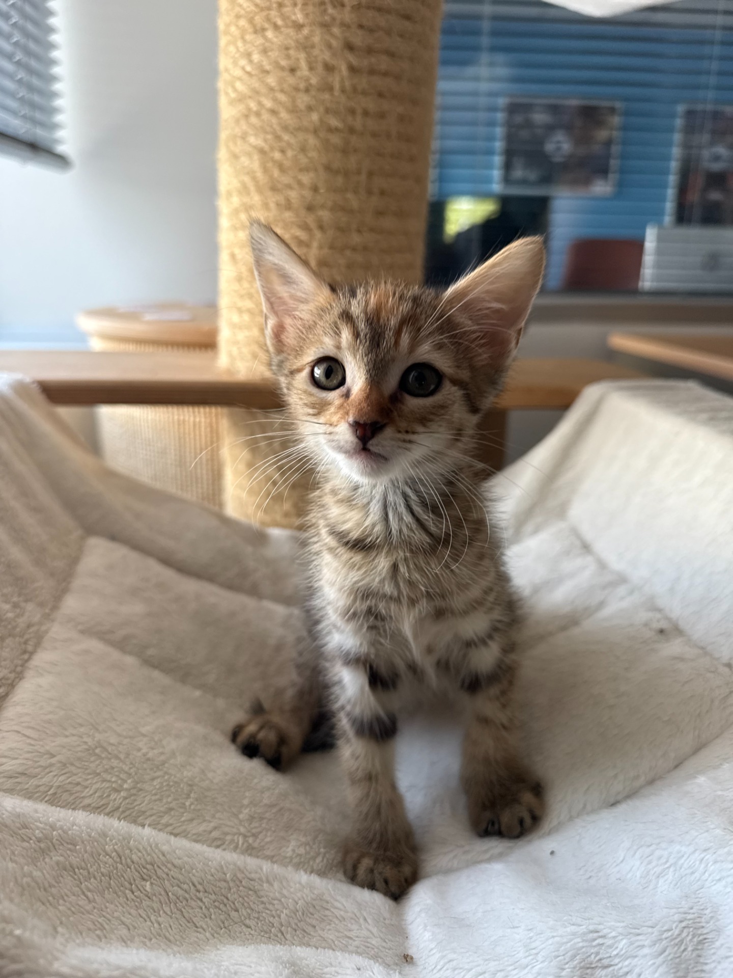 Photo de l'animal à adopté