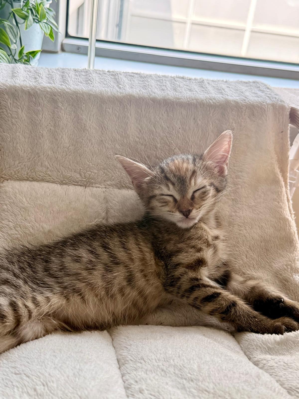 Photo de l'animal à adopté