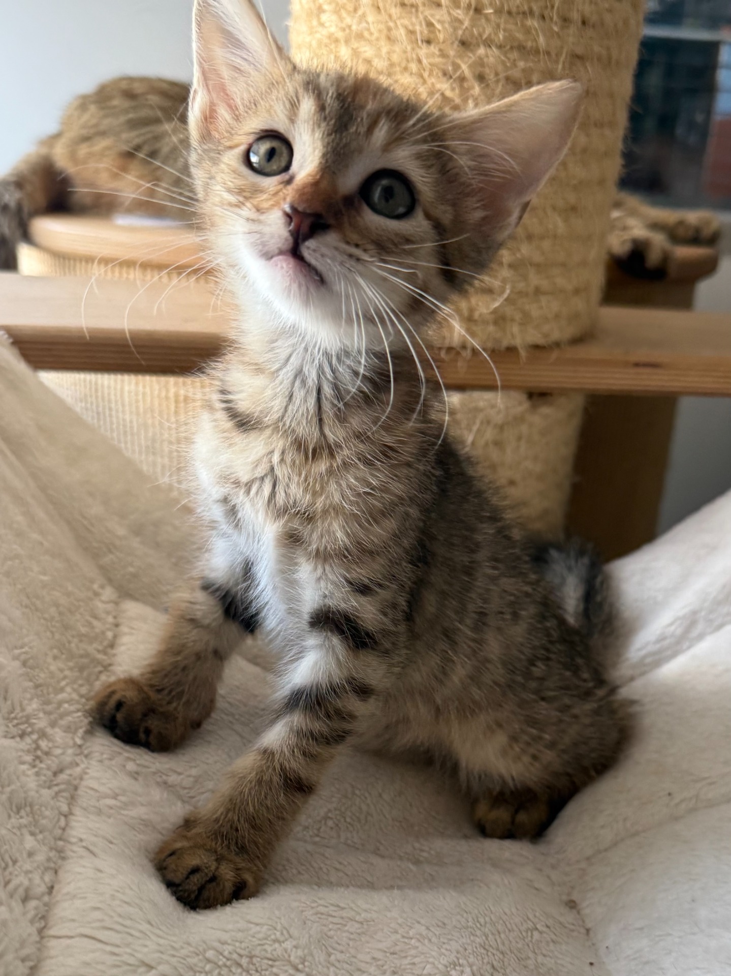 Photo de l'animal à adopté