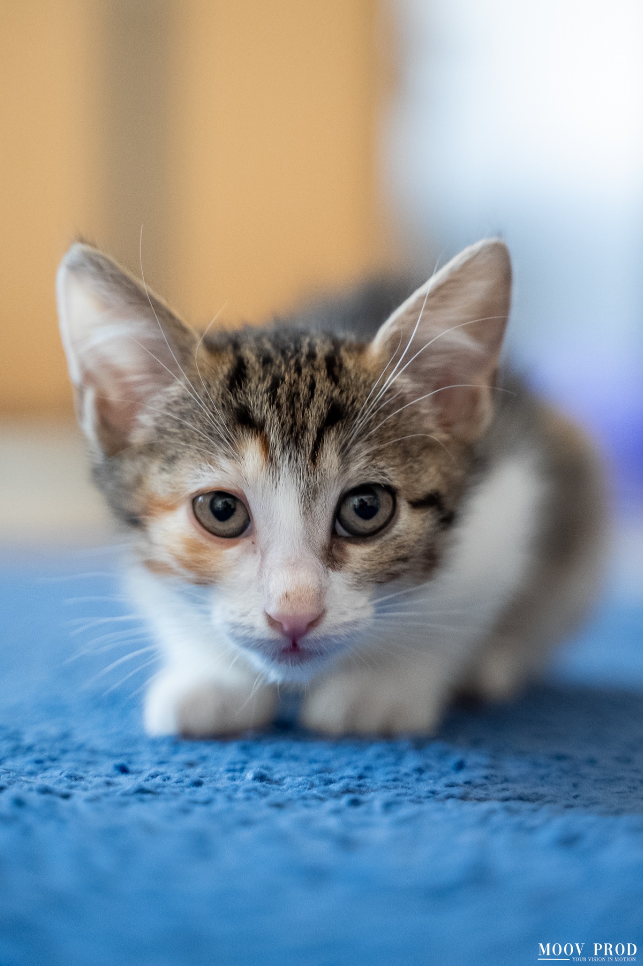 Photo de l'animal à adopté