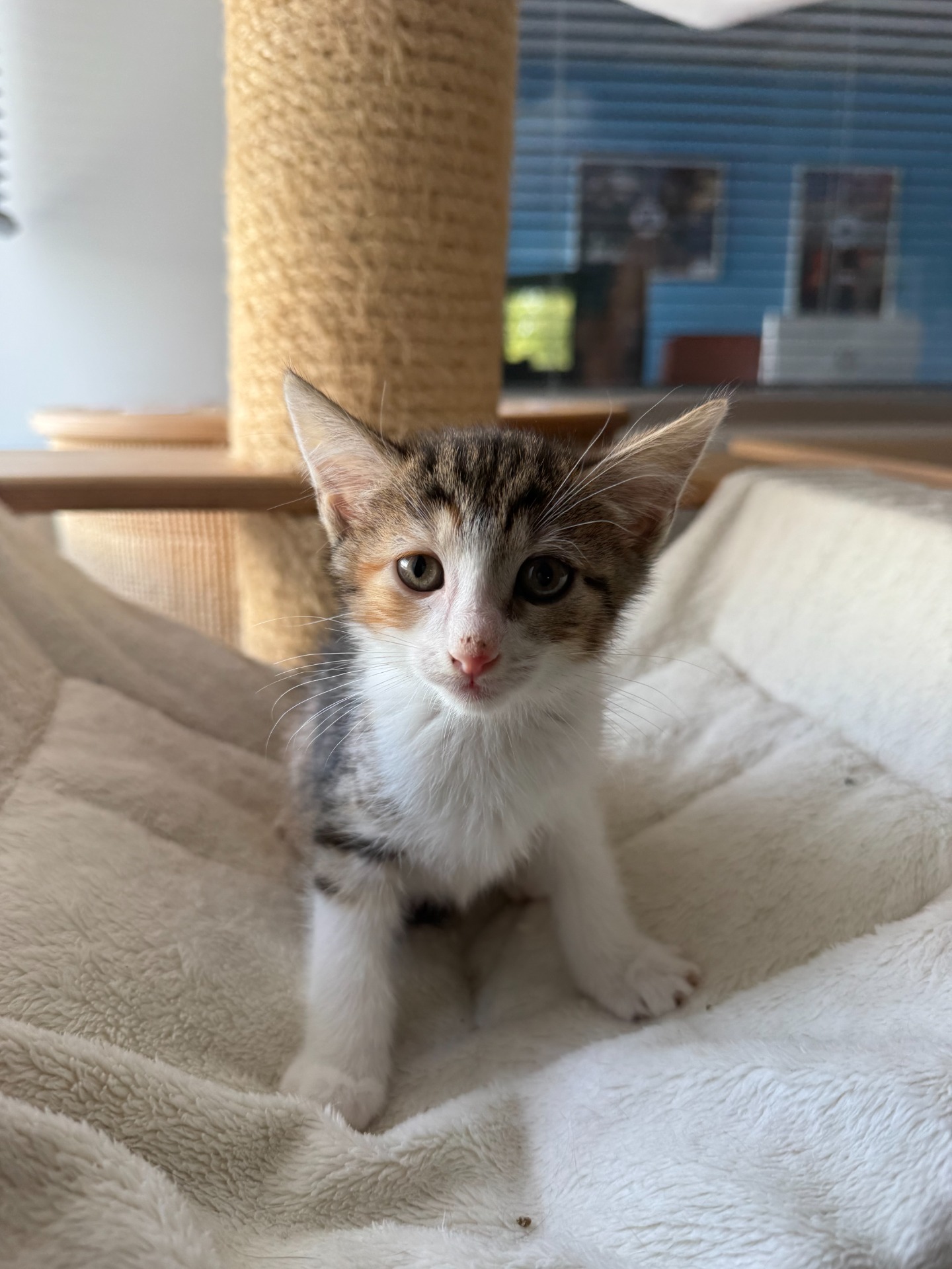 Photo de l'animal à adopté