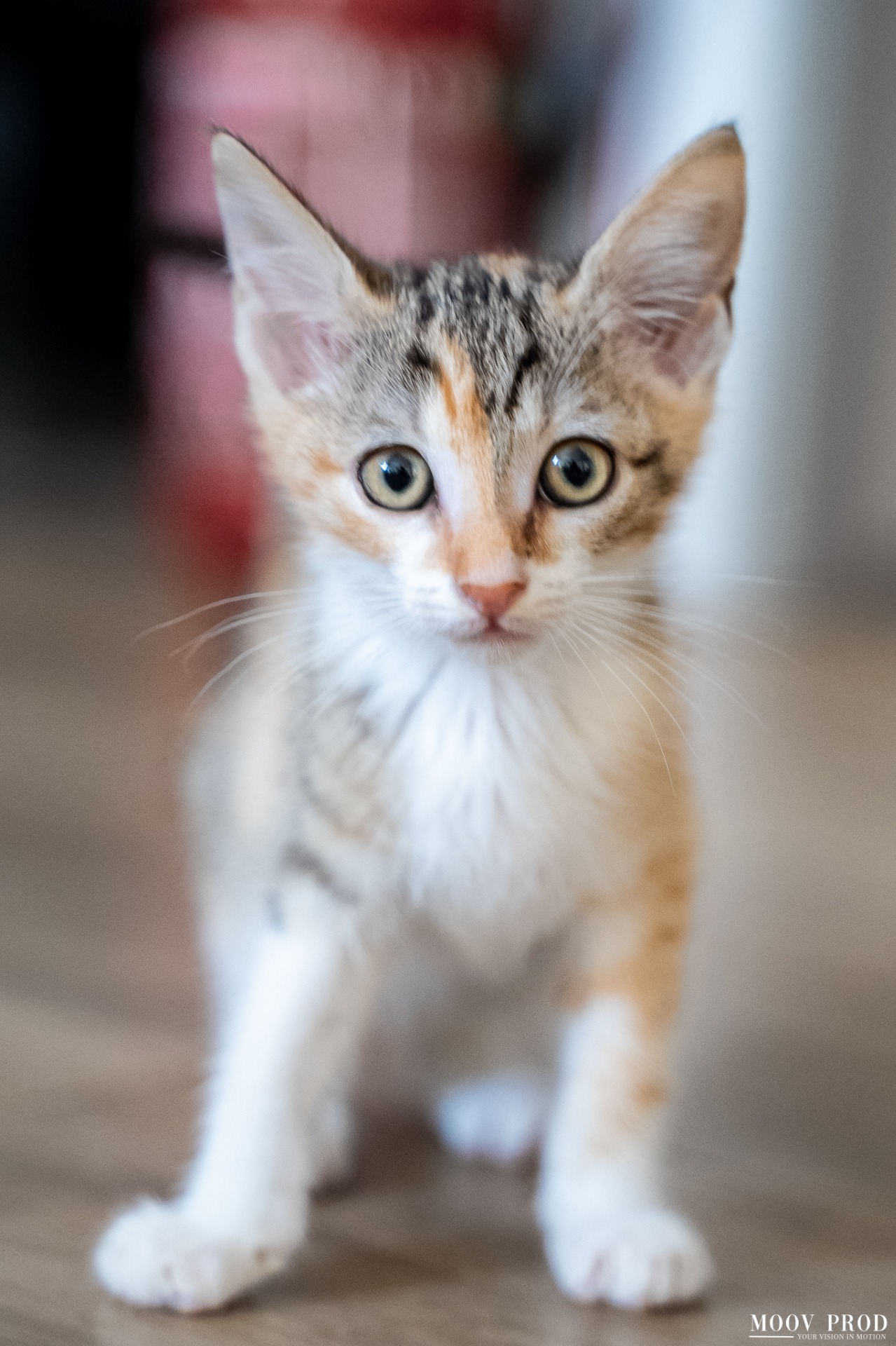 Photo de l'animal à adopté
