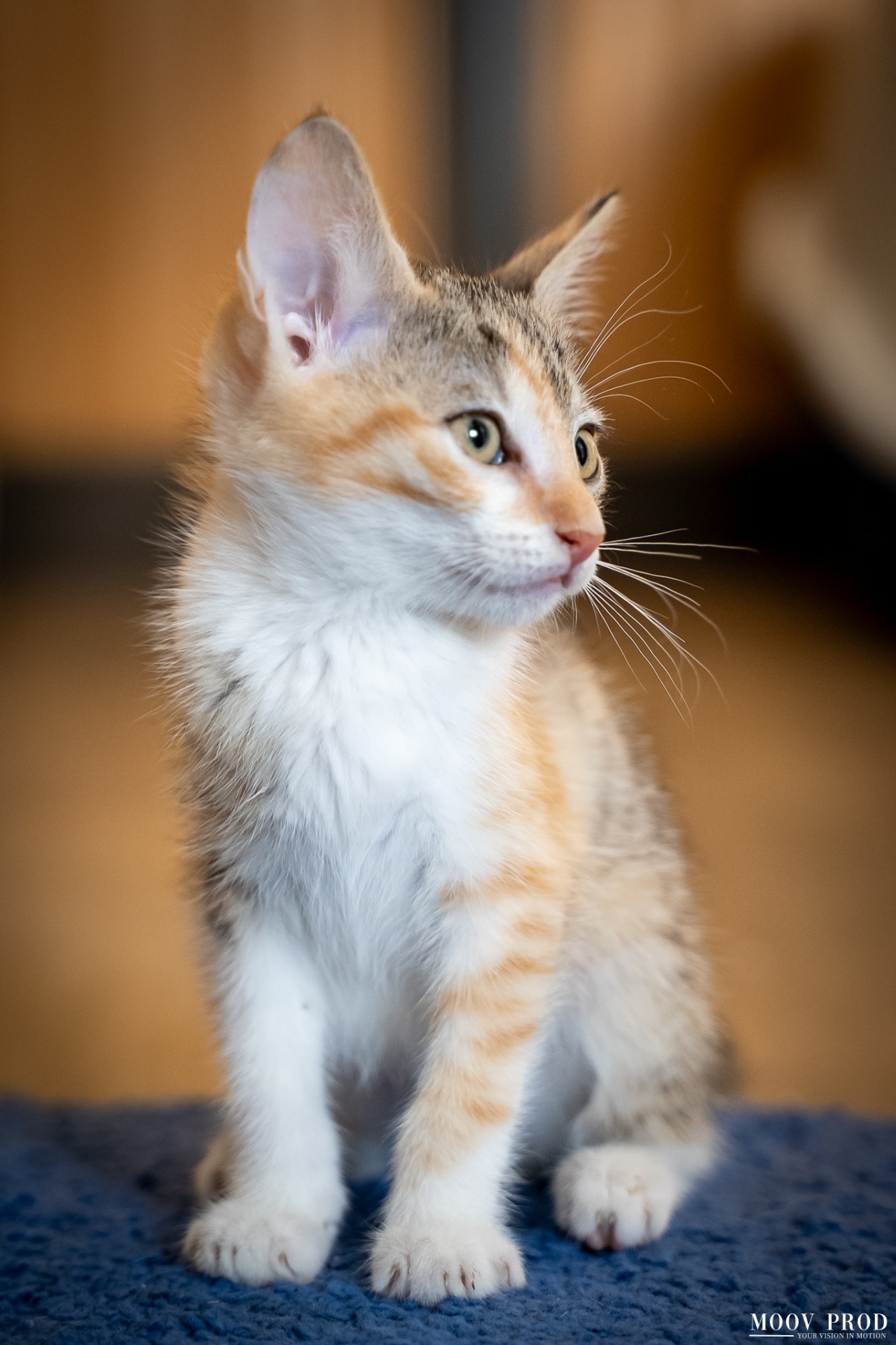 Photo de l'animal à adopté