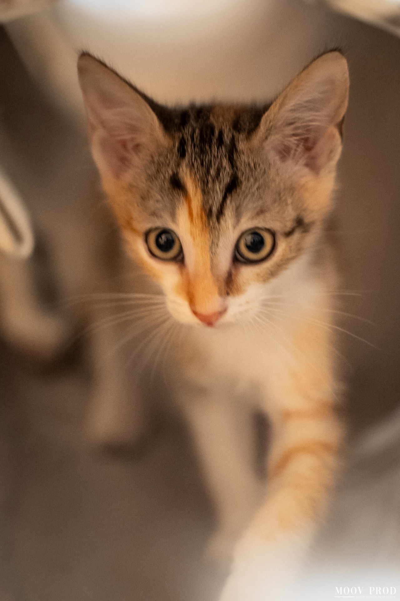 Photo de l'animal à adopté