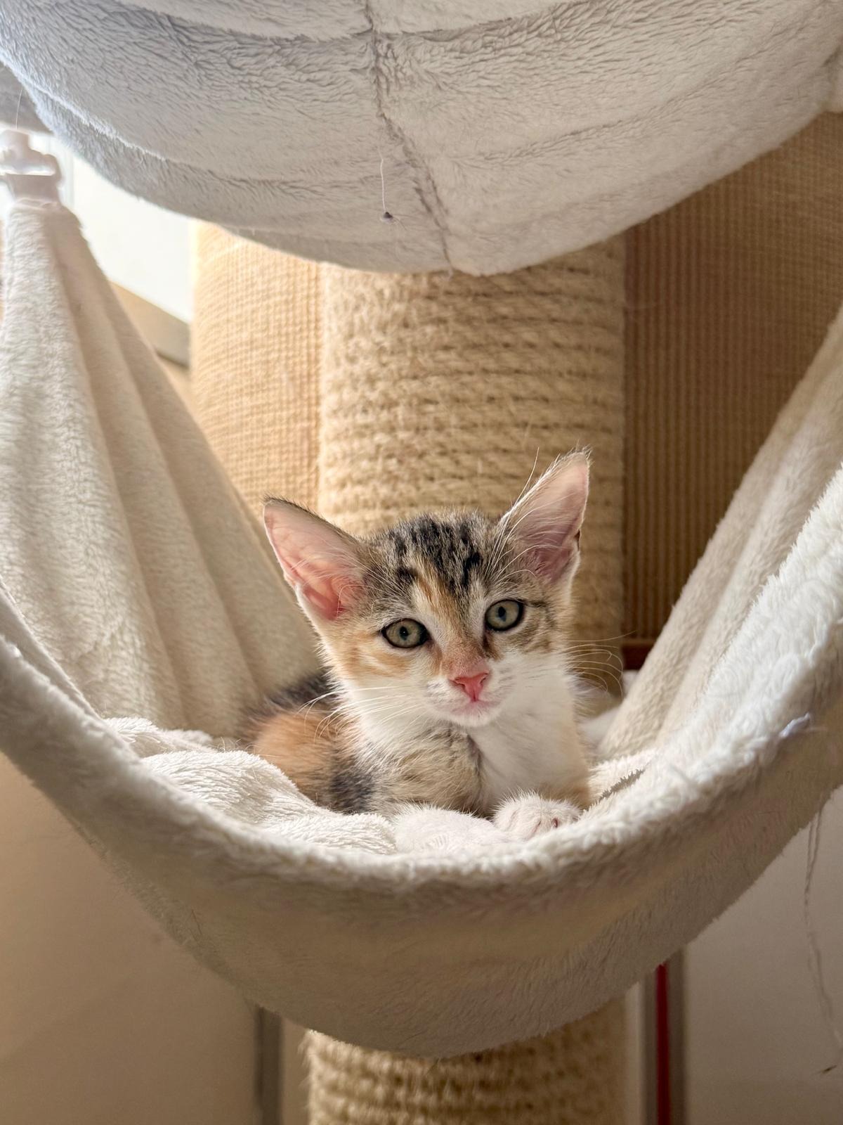 Photo de l'animal à adopté