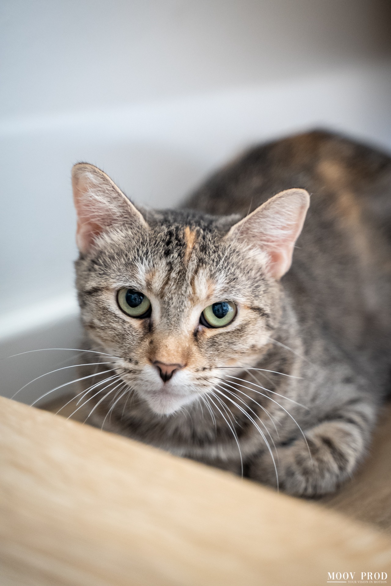 Photo de l'animal à adopté
