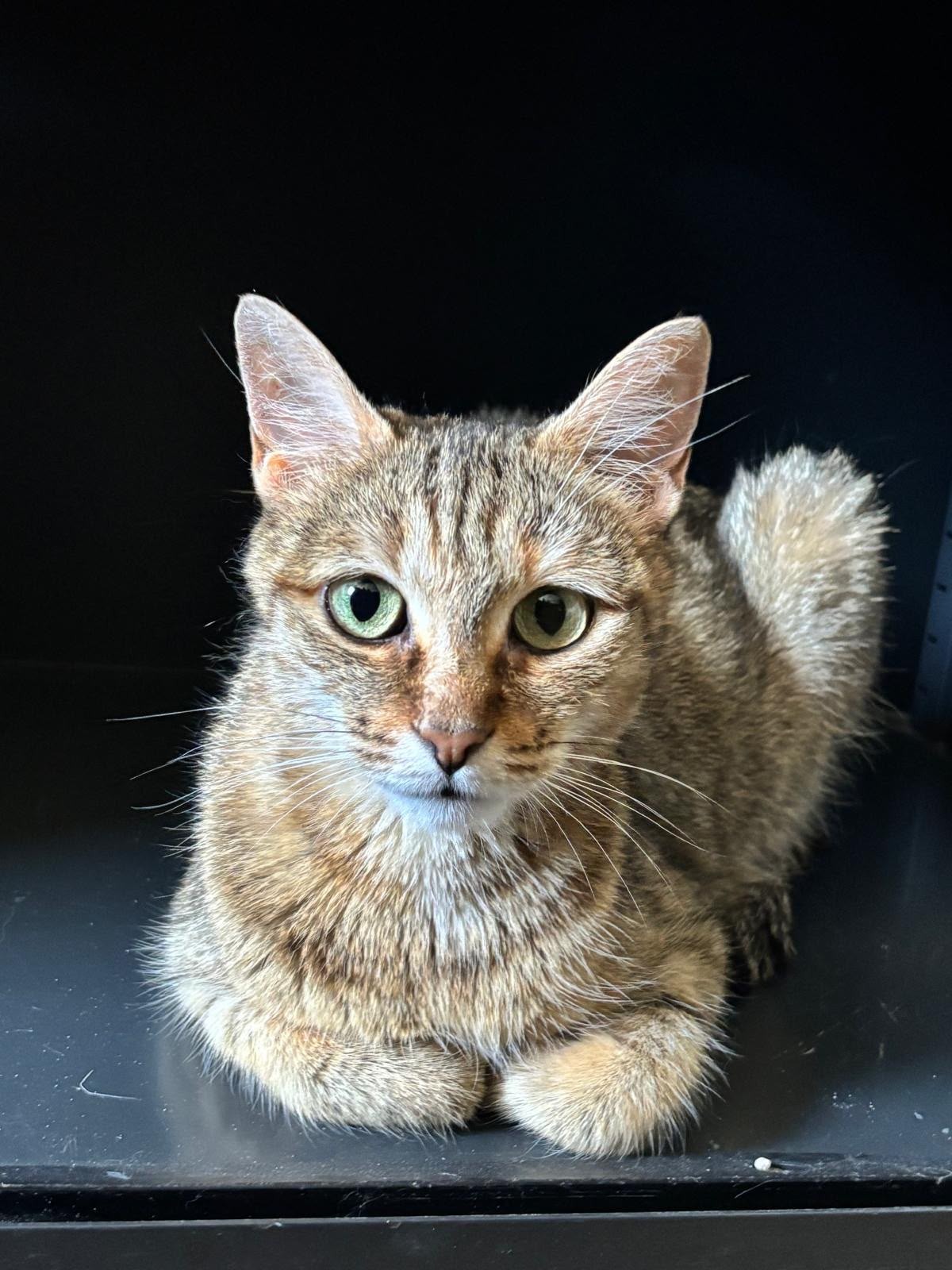 Photo de l'animal à adopté