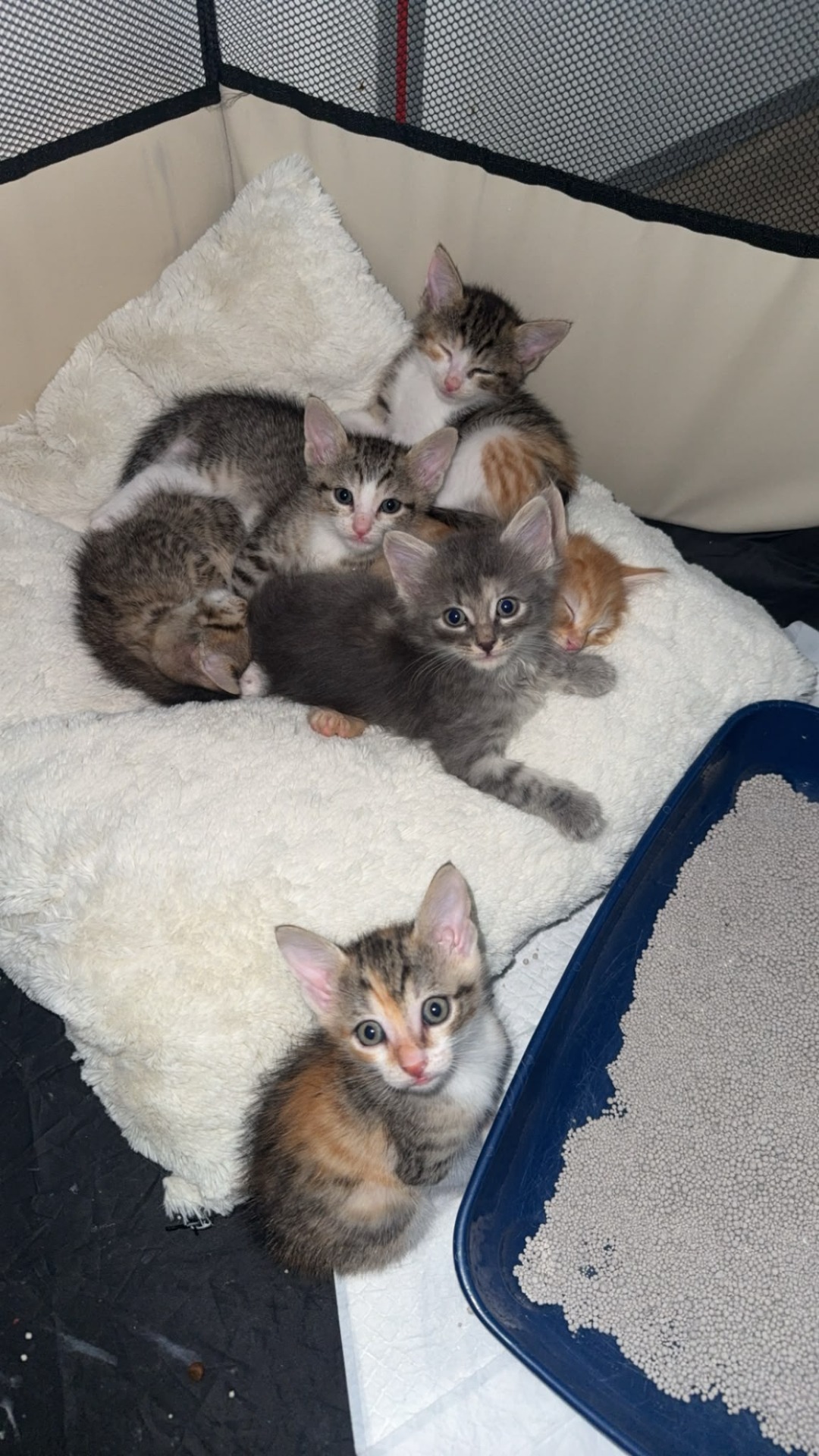 Photo de l'animal à adopté