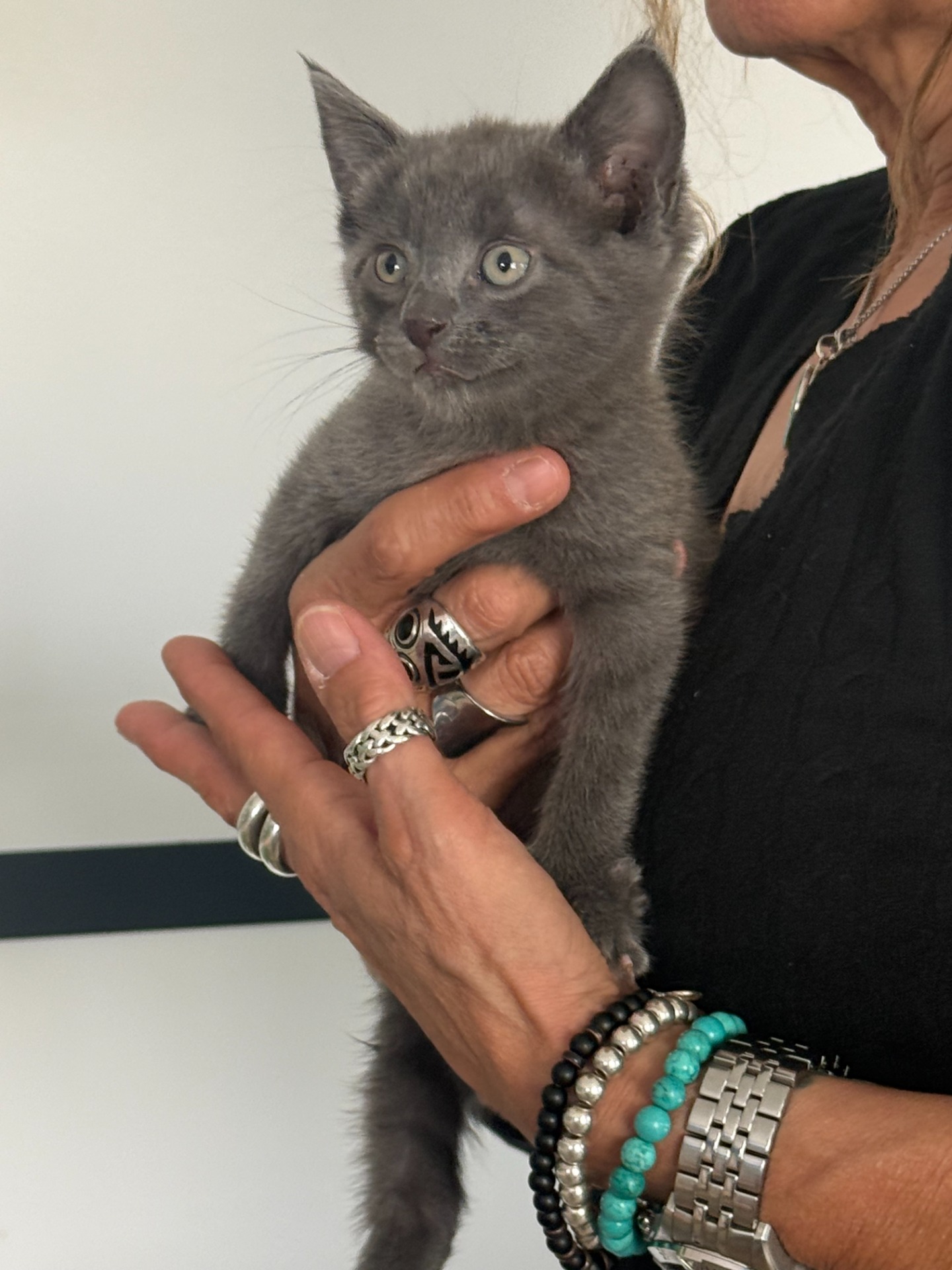Photo de l'animal à adopté