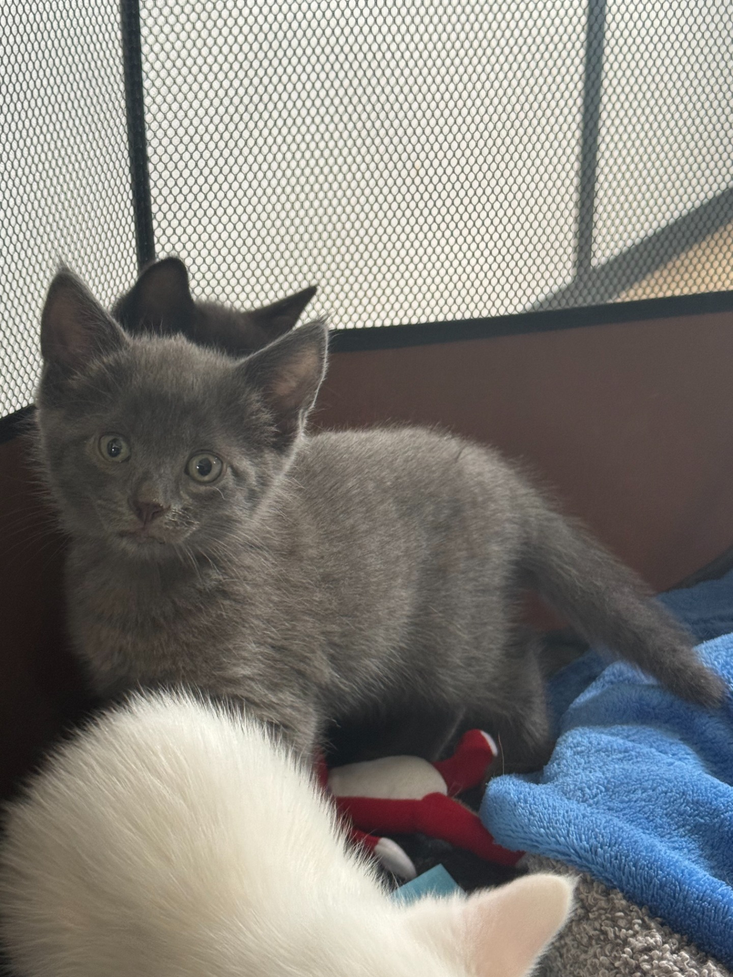 Photo de l'animal à adopté