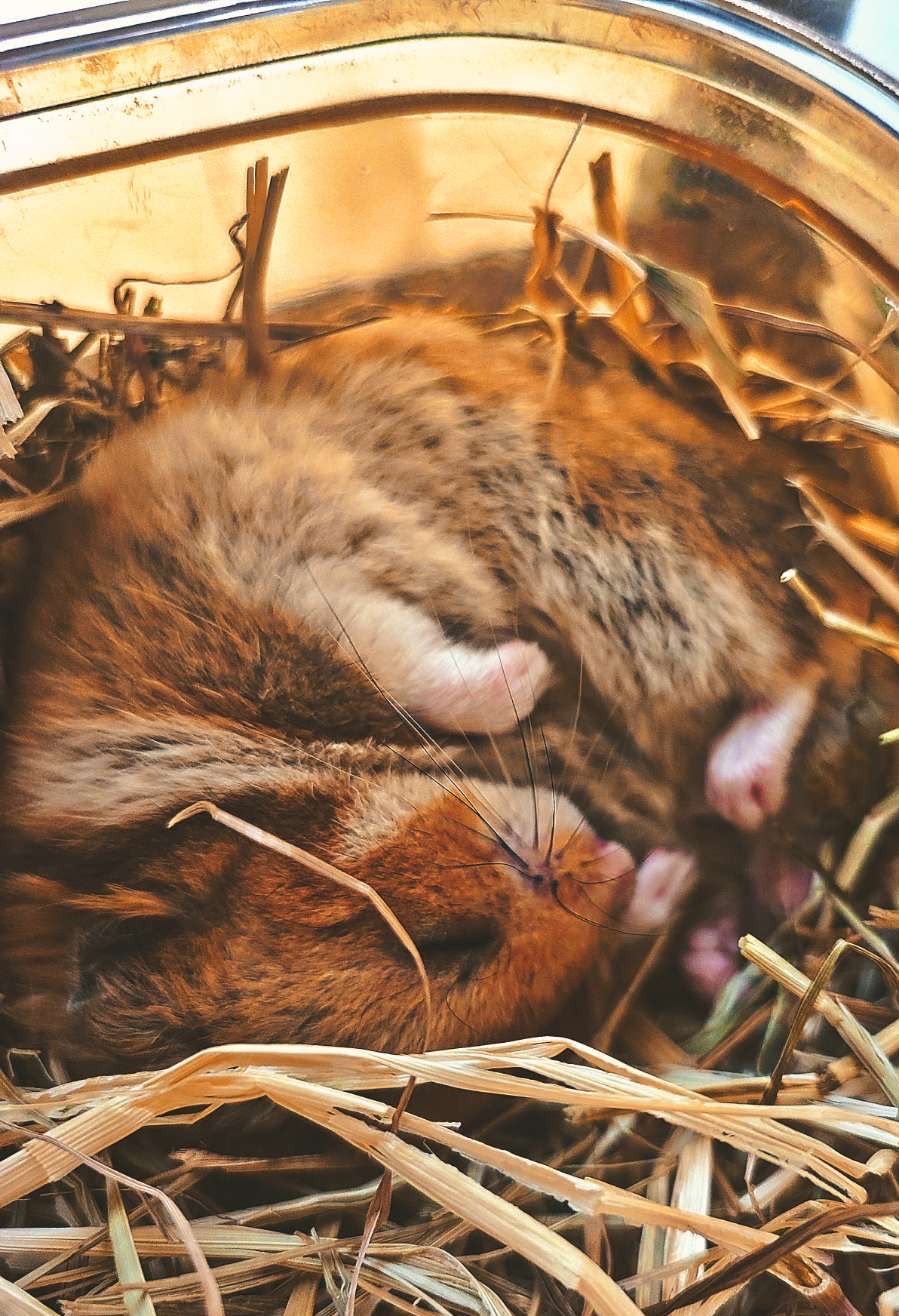 Photo de l'animal à adopté