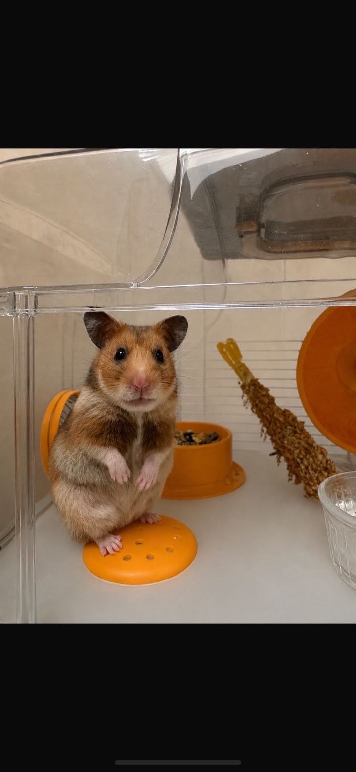 Photo de l'animal à adopté
