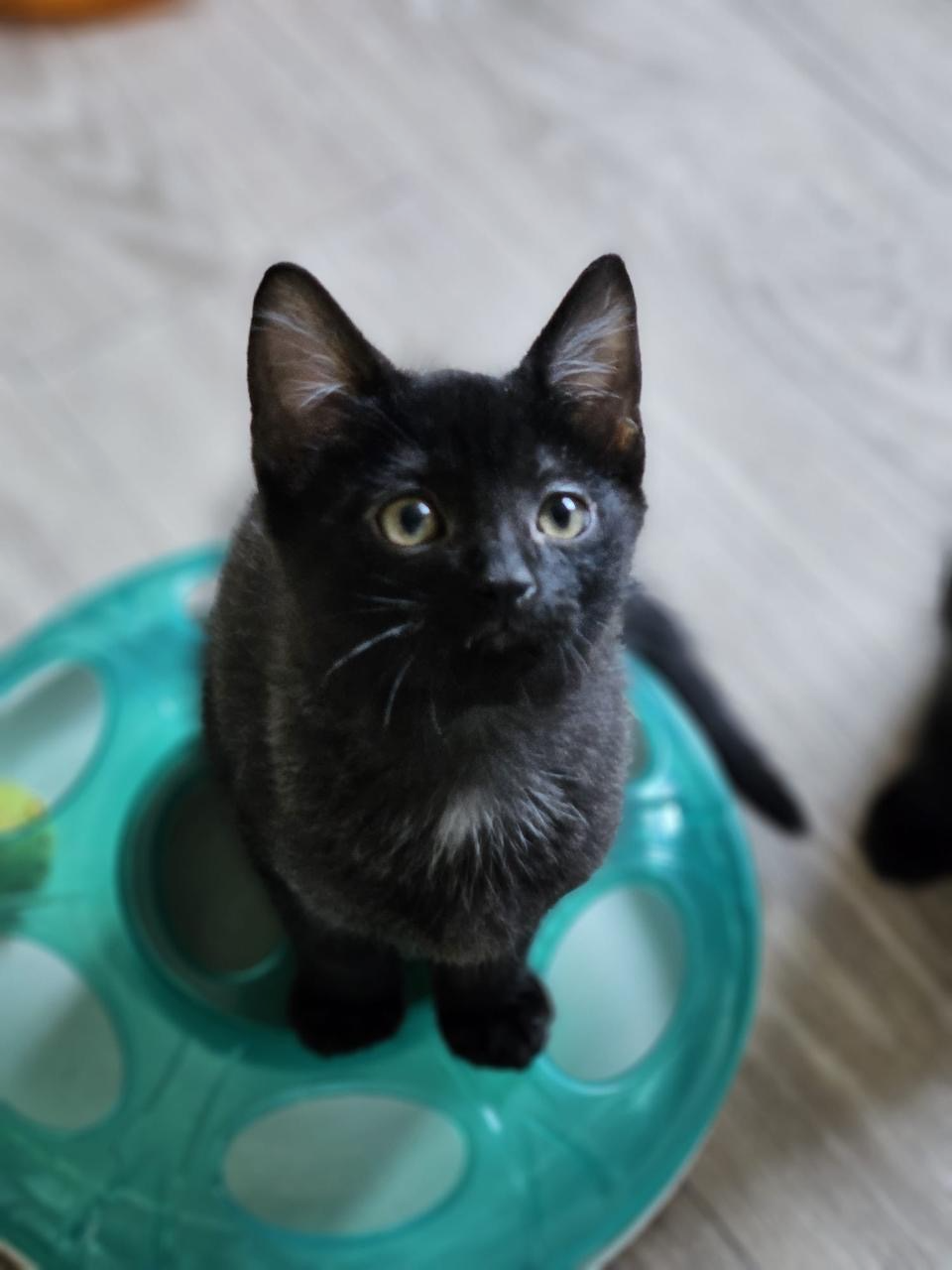 Photo de l'animal à adopté