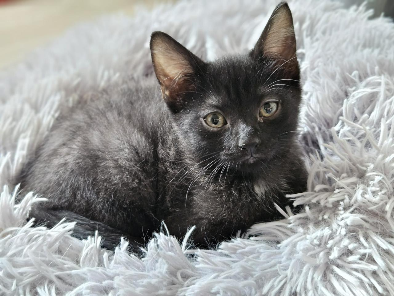 Photo de l'animal à adopté