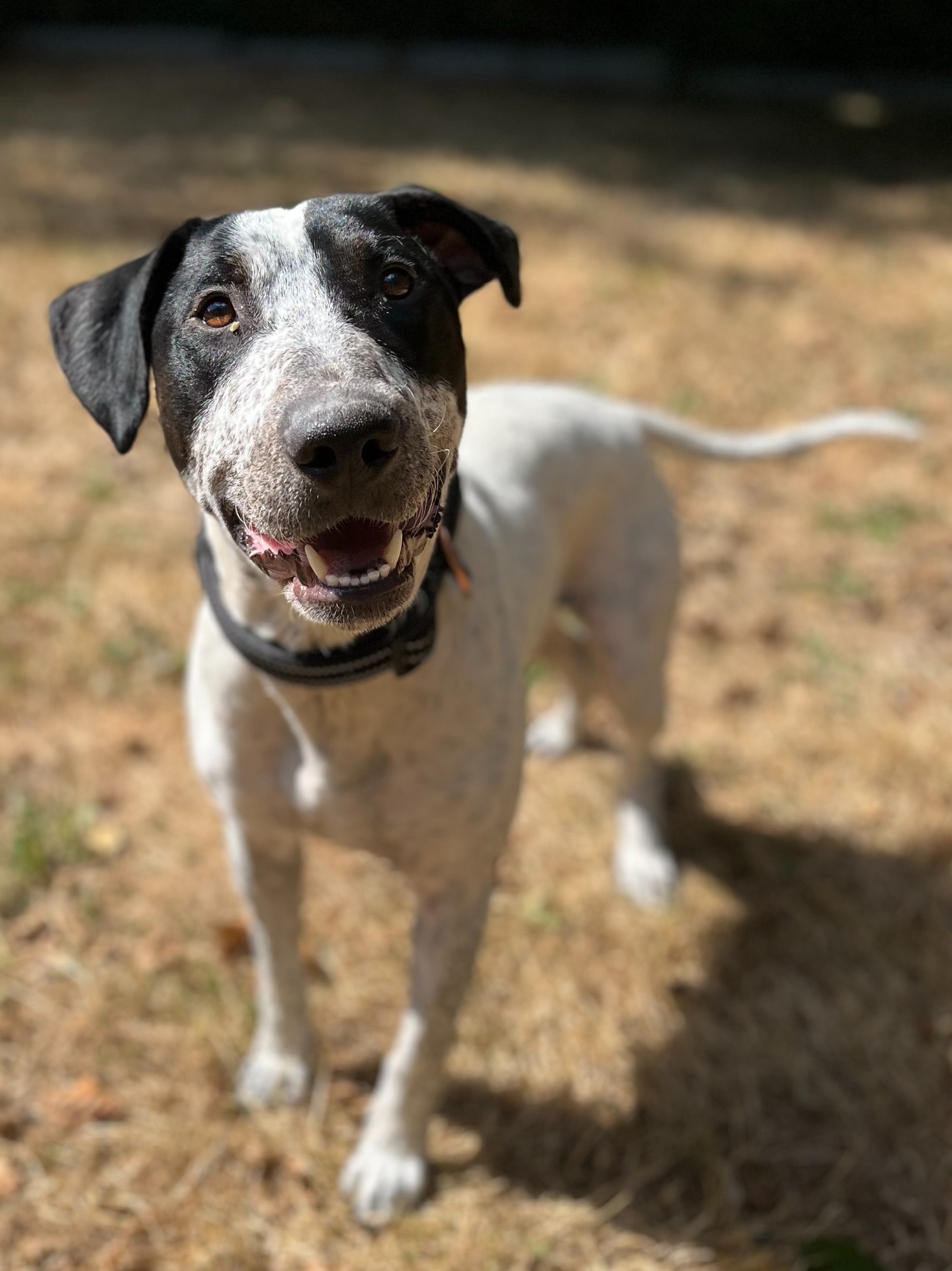 Photo de l'animal à adopté