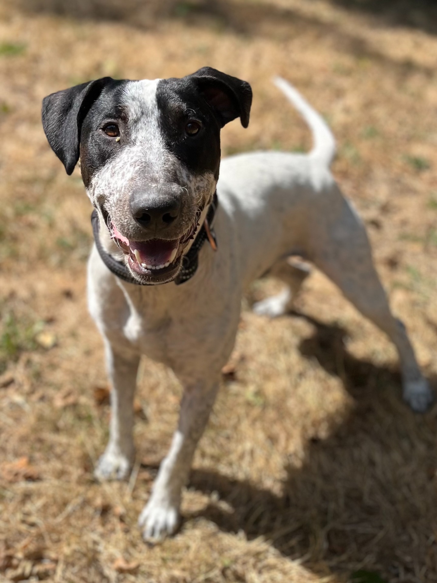 Photo de l'animal à adopté