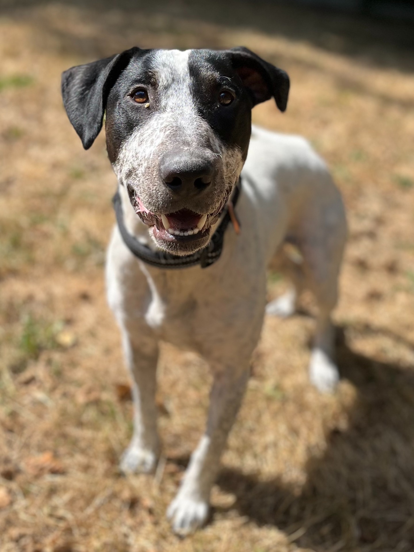 Photo de l'animal à adopté