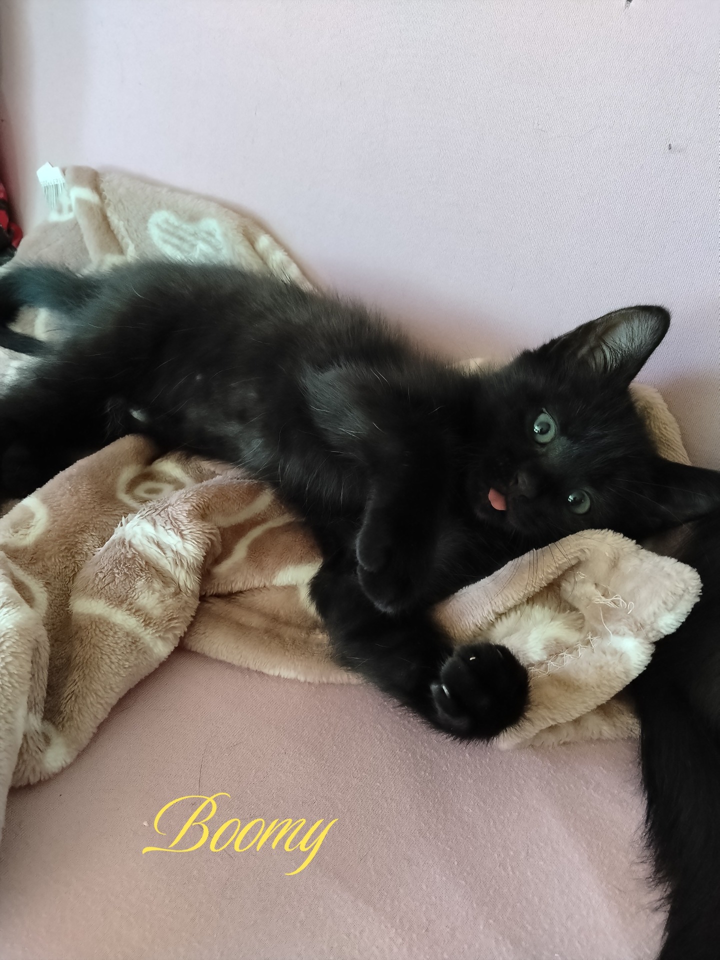 Photo de l'animal à adopté