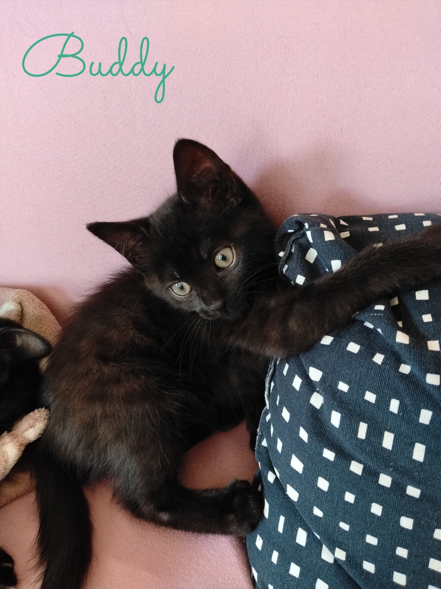 Photo de l'animal à adopté