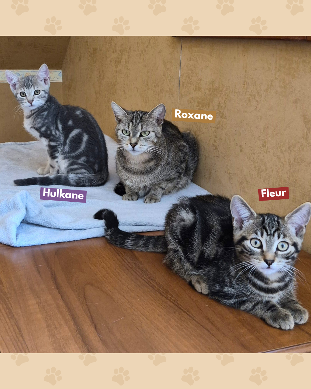 Photo de l'animal à adopté