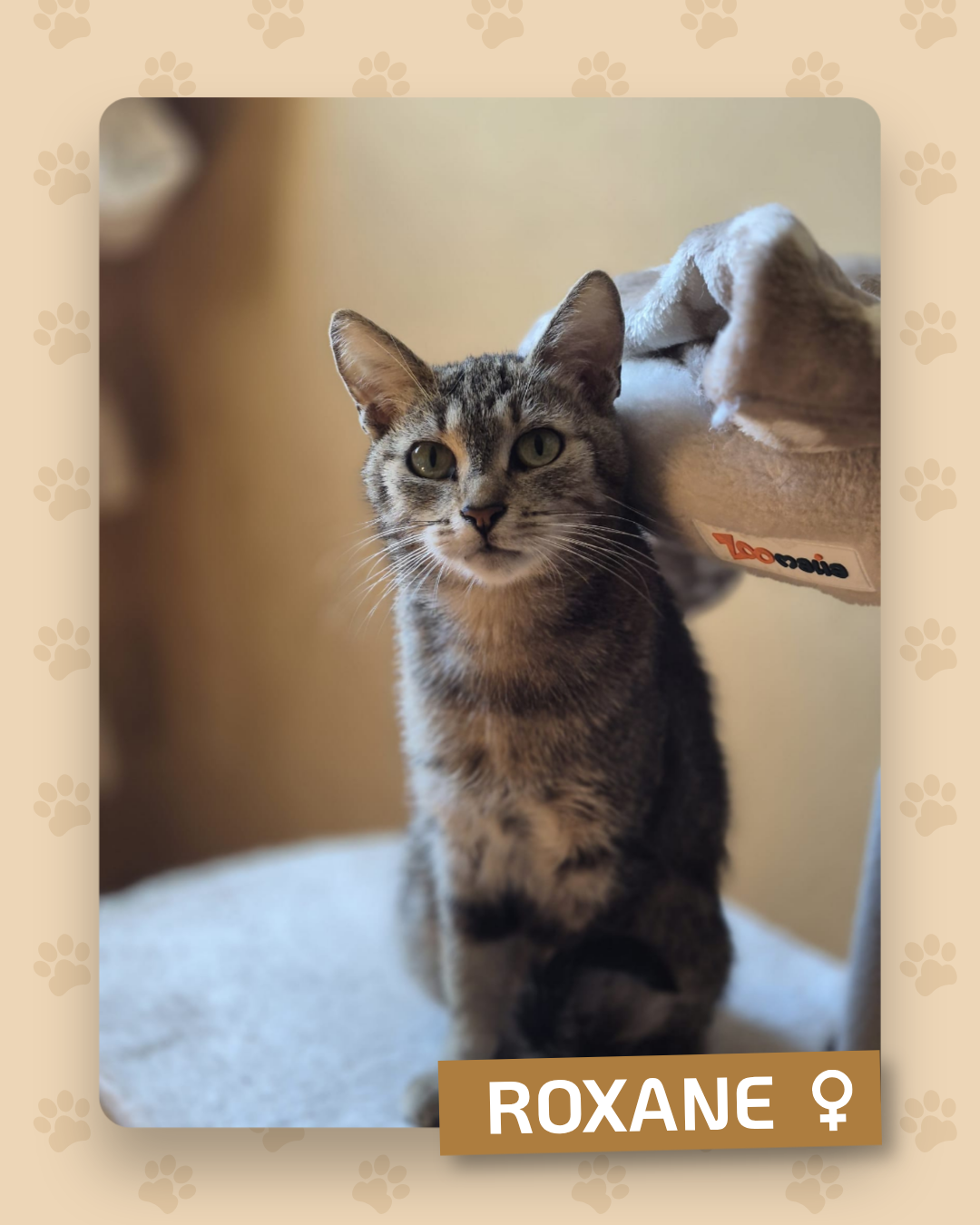 Photo de l'animal à adopté