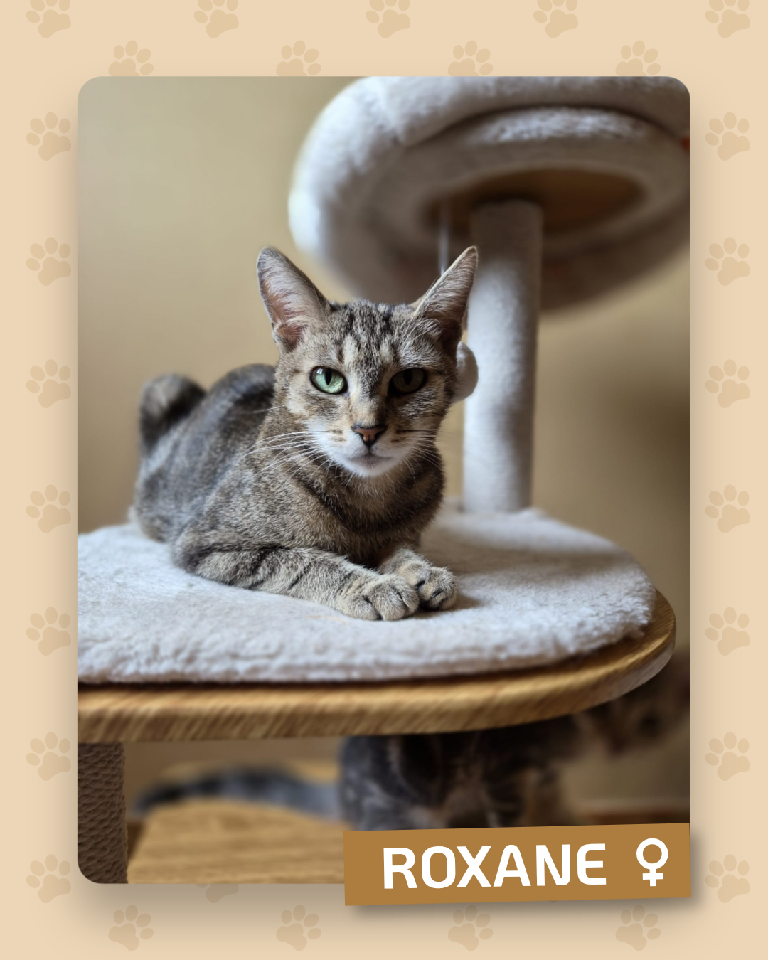 Photo de l'animal à adopté