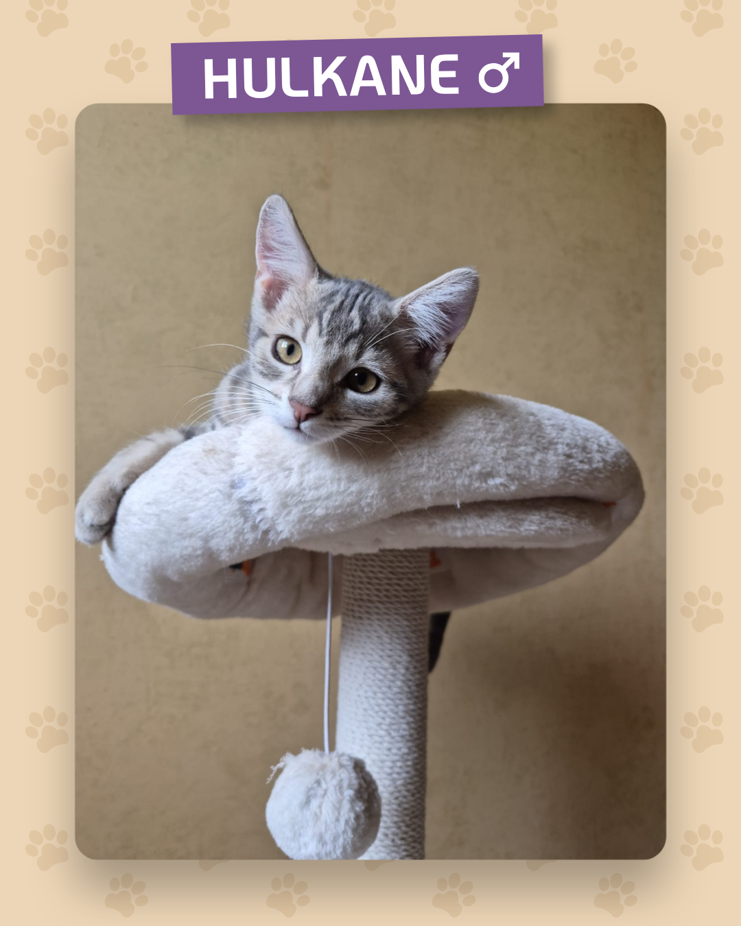 Photo de l'animal à adopté