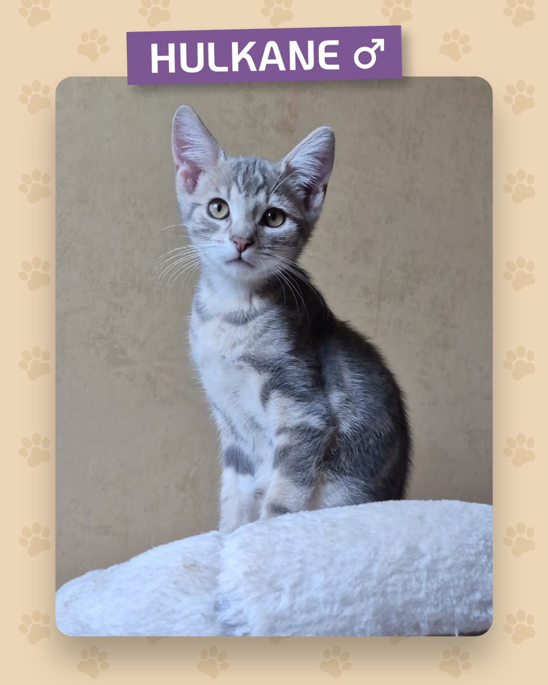 Photo de l'animal à adopté