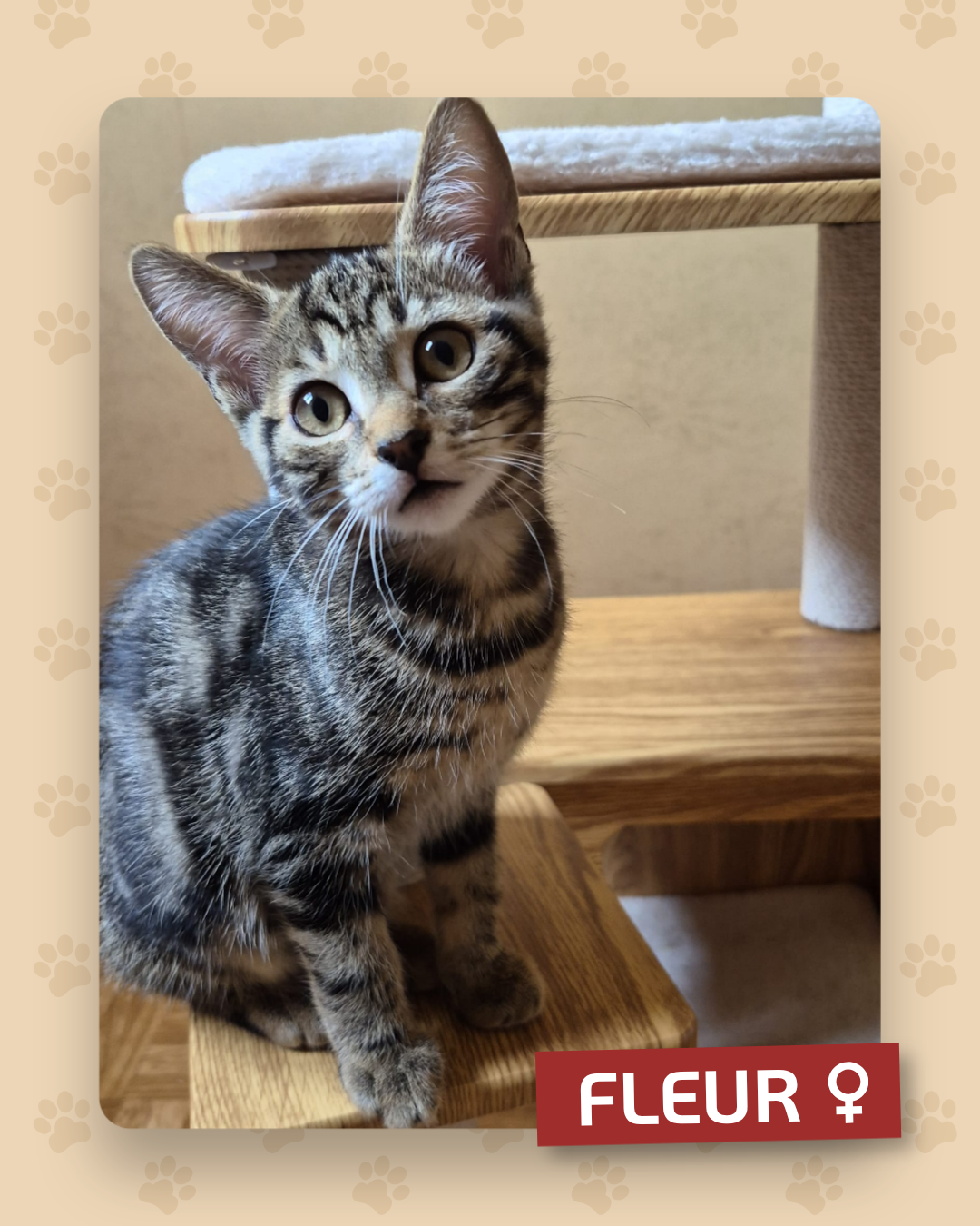 Photo de l'animal à adopté